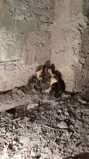 cücə satışı 2023: Məhsul: Krasnodar sortu ördək balaları - Yaş: 3 günlük - Sayı: 10 — 5