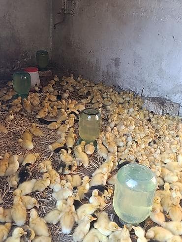 heyvan bazari itler: Pekin ördəyi satılır qiyməti 1.50 vatsapa yazın real şəxslər say 500 — 1