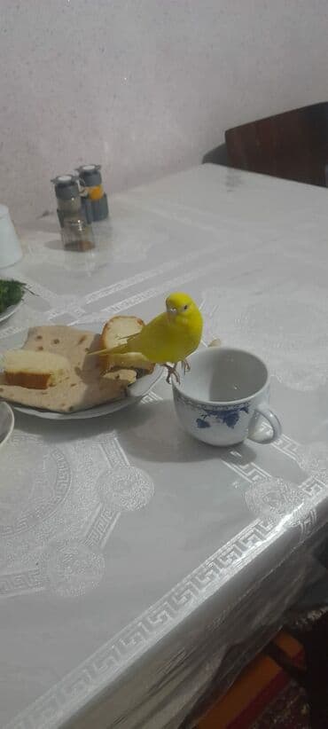 ən ucuz itlər: 1 aylıg qırmızı göz ələ öyrəşmiş quşdu — 10