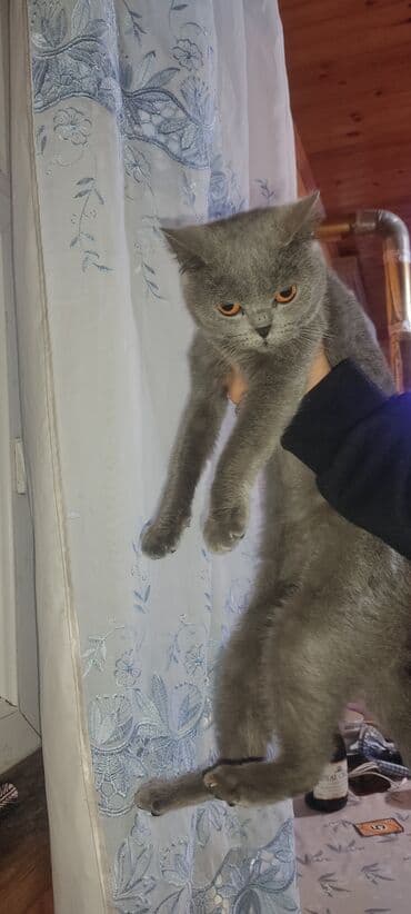 sudluk inekler satisi: Britan — 1