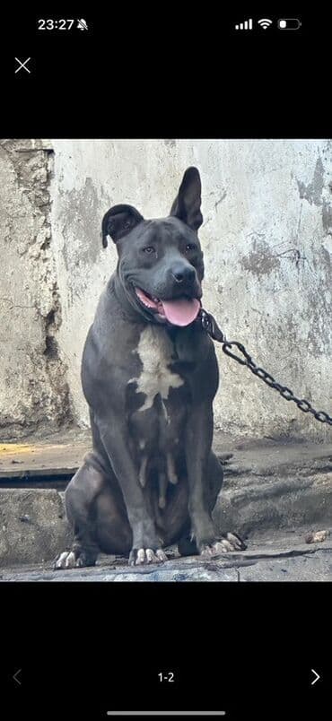 pitbul itlər: Питбуль, 2 года, Самка, С прививками — 1