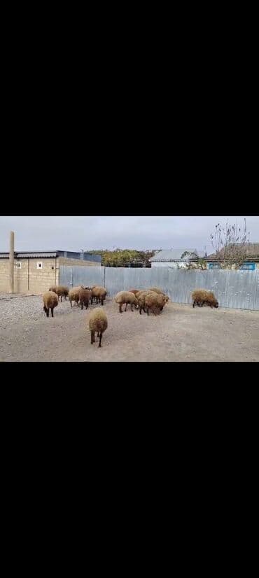 damazliq qoyun quzular: Super kok quzular satılır balacası 18 kilo yeke si 26 kilo temz eti — 2