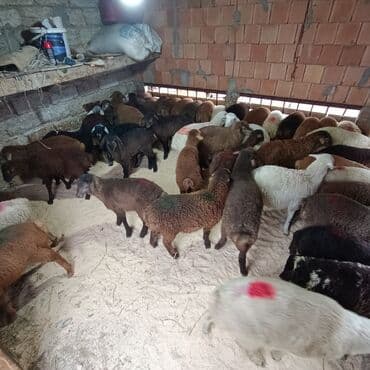 Akvariumlar: Salam aleyküm 215 mantdan 240 manata kimi deyişlir saxlamlqa yararlı — 9