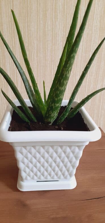 Çöl bitkiləri: Xaricden getirilib, mualicevidir Aloe vera – dekorativ və faydalı — 3