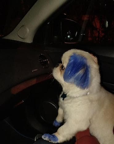 samoyed satılır: Pekines, 6 ay, Erkek, Peyvəndli — 1