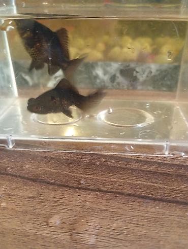 nemo balığı: Teleskop balığı, Sülhsevər — 3