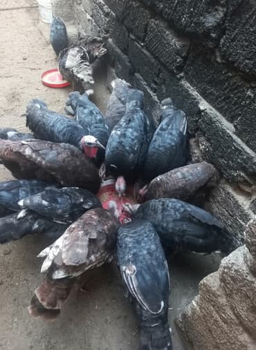 hindu: Erkək, Ətlik — 1