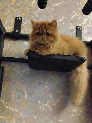 pers pisiyi: Fars — 4