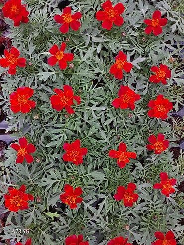 Tagader bağ gülləri 1 kasetdə 24 ədə gül var 3 cürə rəngi var. 1 lalafo.az -da Tagader bağ gülləri 1 kasetdə 24 ədə gül var 3 cürə rəngi var. 1