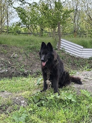 tap az itler kangal: Alman çoban iti — 1