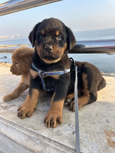it cutlesdirmek: Rotveyler, 1 ay, Erkek — 19