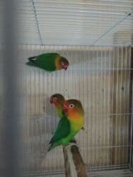 heyvanlara verilen adlar: Tutuquşu popuqay fişir cavan quşlar — 7