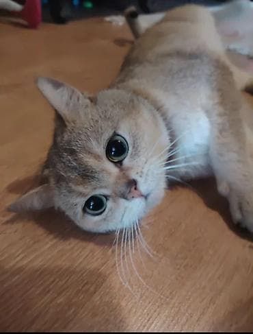 dişi pişik: Qızıl şinşilla, Erkək, Cütləşmə üçün — 3