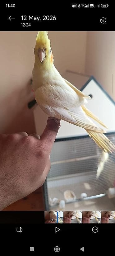 alman coban iti type 1 per page 40: Məhsul: Sarı-albino nimfa tutuquşu (Cockatiel)yas. yarimliq. disi — 2