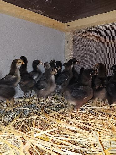 cücə adları: Toyuq cücələri, Damazlıq — 3