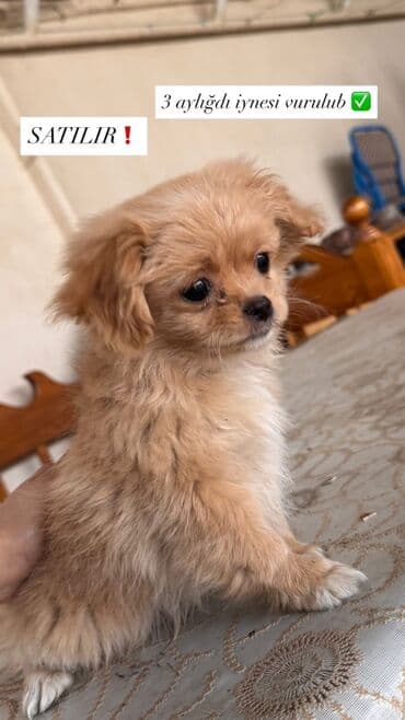 Pekines, 3 ay, Dişi, Peyvəndli