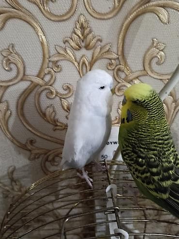 Продаю два попугаячехи, возраст около года,смеси нет .Один попугай