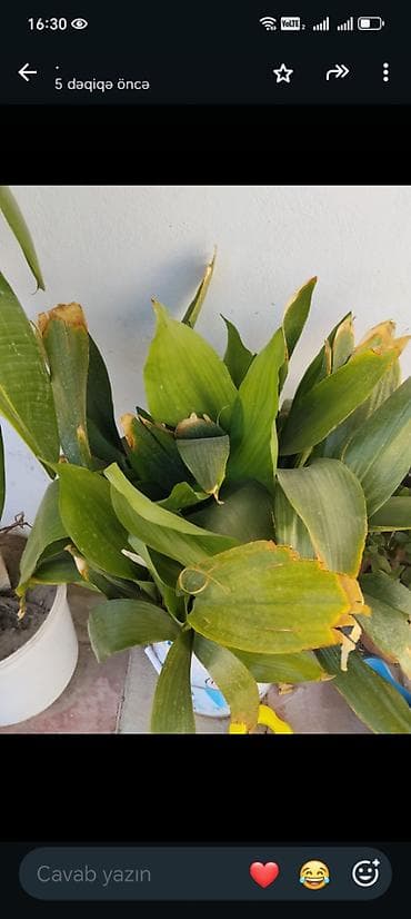 epimedium bitkisi satisi: Guller tecili satilir Baximsiz qaliblar vaxt eleyib baxa bilmirik iş — 6