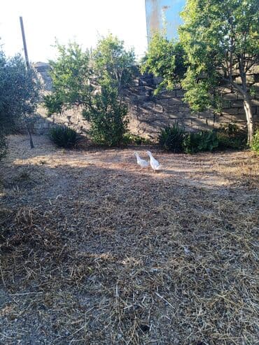 lal ordəklərin satışı: Ağ ördəklər – 2 ədəd cütlük - Rəng: tam ağ lələklər, narıncı dimdik — 3