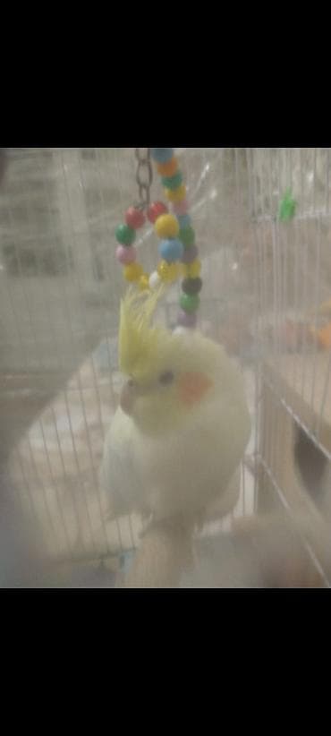 1cüt karella qəfəs yem və su qabilari yellənçək yuva qusdarda hazır