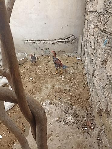 K/t heyvanları üçün mallar: Xoruz, il: <1 — 2