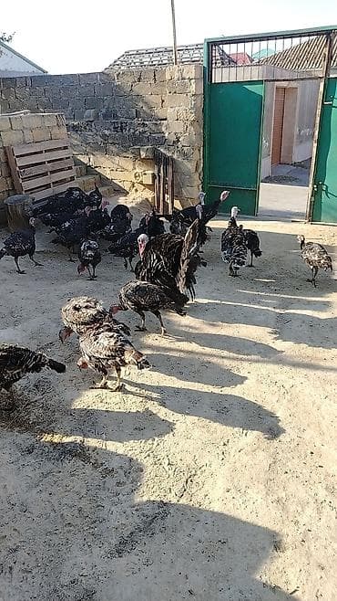 hinduşka quba: Erkək, Damazlıq — 1