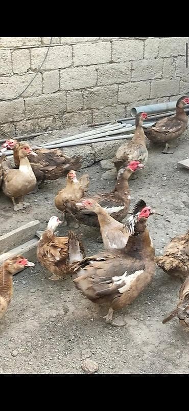 ordek satisi: Krasnadar və lavanta sortu lal ördəy yumurtaları Tam mayalı və iri — 6