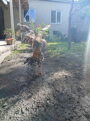 Toyuq, Damazlıq
