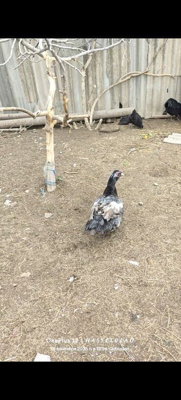 cins ineklerin satisi: Dişi, | Lal ördək, Ətlik — 3