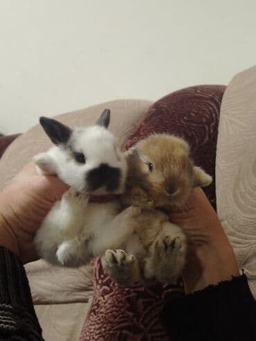 Toyuqlar: Ev dovşanı balaları - Növlər: xırda ölçülü dekorativ ev dovşanları — 2