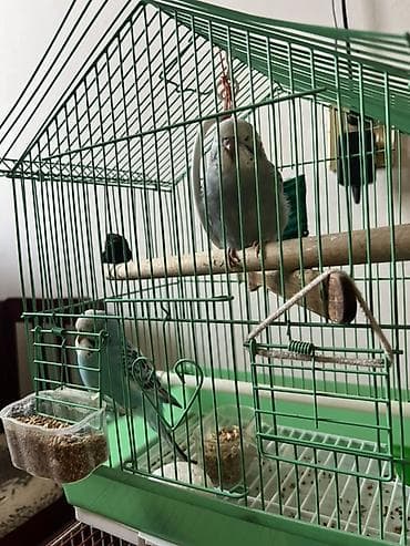 quzu satilir: Quslar satilir sadece hamsin alan olsa endirim olacag Dalmatin və — 6