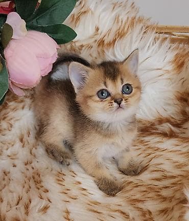 Qızıl şinşilla, Dişi, Ödənişli çatdırılma, Rayonlara çatdırılma, Ünvandan götürmə