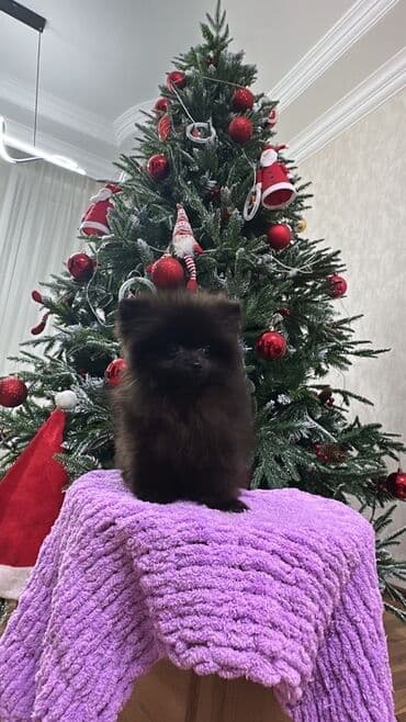 it aliram: Şpitz, 3 ay, Dişi, Peyvəndli, Ünvandan götürmə — 2