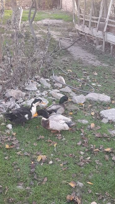 yuxuda ördek balası görmek: Satılır: 8 aylıq lal ördəklər. cütü 75₼. Ünvan: Maştağa (vişnyovka) — 3