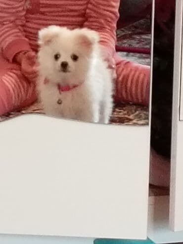 mehriban unun qiymeti: Шпиц, 3 месяца, Самка, С прививками, Платная доставка — 5