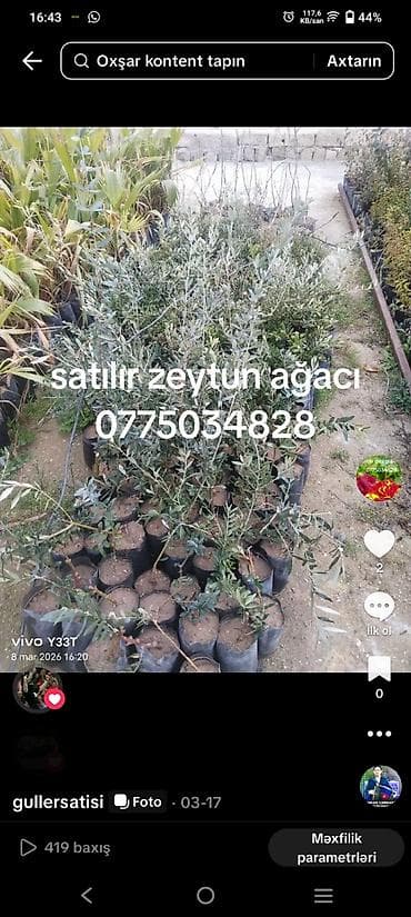 monstera bitkisi: Məhsul: dekorativ və meyvə ağaclarının tingləri - Vaşinqton xurması — 4