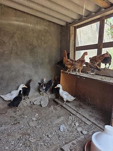 Dişi, | Lal ördək, Damazlıq, Ünvandan götürmə — 1