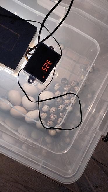 İnkubatorlar: Yumurta inkubatoru – termostatlı, rütubət ölçerli və ventilyatorlu — 5