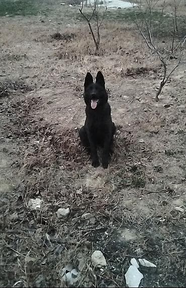 ag at sekilleri: 3 ay — 2