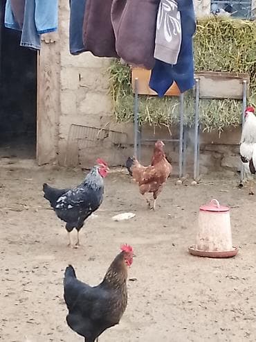 Satılır: toyuqlar hamsı cavandı yeni yurtlamağa başlayıblar - Növlər lalafo.az -da Satılır: toyuqlar hamsı cavandı yeni yurtlamağa başlayıblar - Növlər