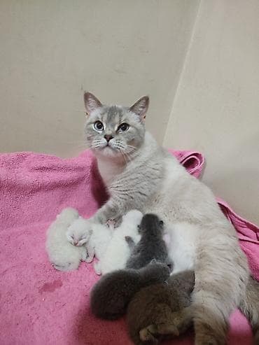 pişiy balası: Britan — 8