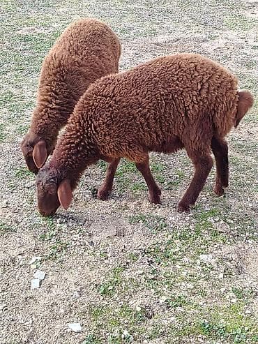 Другие с/х животные: Bir erkek bir dişi Qala quzusu cütü 550 manata tək satilmir .qiymət — 2