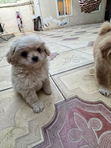 it cütləşdirmək: Pekines, 2 ay — 6