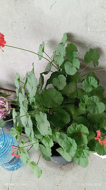 Qırmızı çiçəkli sardunya (geranium) – qapalı/açıq məkan üçün bəzək