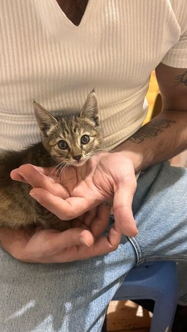 pulsuz pişik: Tabbi, Yaxşı əllərə — 1