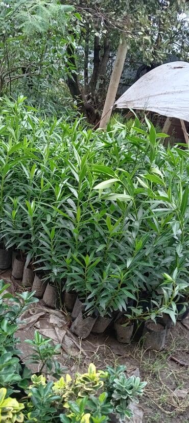 Çöl bitkiləri: Aliandıra Cox sayda alana endirim olacaq — 4