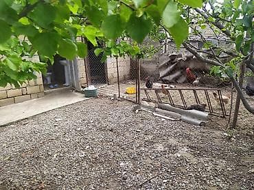 ev sekli: 3 otaqlı, 250 kv. m, Orta təmir — 7