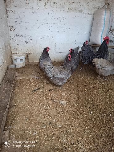 balonka it satilir: Toyuq, Australorp, Damazlıq, Ünvandan götürmə, Ödənişli çatdırılma — 10