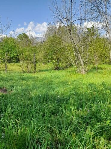 аренда и продажа недвижимости: 30 sot, Kənd təsərrüfatı, Mülkiyyətçi, Kupça (Çıxarış) — 11