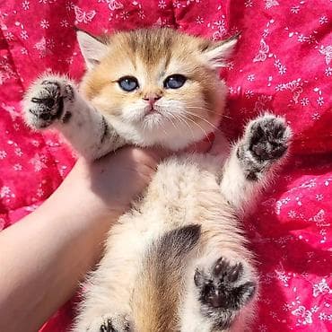 col pişiyi: Britan — 7